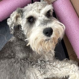 Millie - Miniature Schnauzer