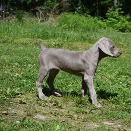 Weimaraner Puppies from Always Faithful Weimaraners