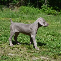 Weimaraner Puppies from Always Faithful Weimaraners
