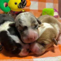 Apple - White and black male Pembroke Welsh Corgi puppy in Saint George, South Carolina from Carolina cotton candy corgis