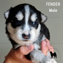 Pomsky Puppies from KP Pomskies LLC