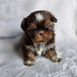 Twix - Chocolate and tan female Shih Tzu puppy in Jenks, Oklahoma from Northstar Shih Tzu