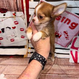 7355 sable male - Red male Chihuahua puppy in Palmyra, Indiana from Country Star Chihuahuas