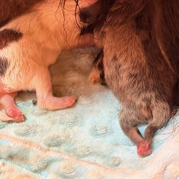 Pomeranian puppies from Poms On The Lake