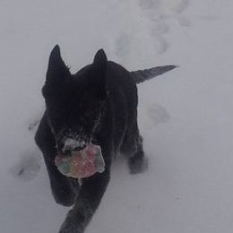 German Shepherds from Victor Dawson's German Shepherds