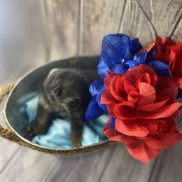 German Shepherd Puppies from Di casa Esperanza