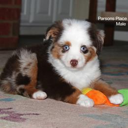 Mr. Personality - Red merle male Toy Australian Shepherd puppy in Chandler, Oklahoma from Parsons Place Aussies