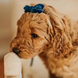 Aussiedoodles, Bernedoodles, Goldendoodles, and Poodles from Scott’s Farm Poodles and Doodles
