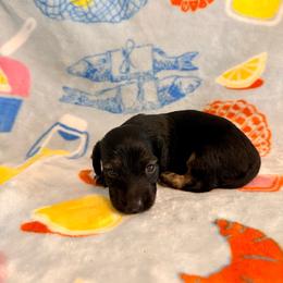 Blaze - Black and cream male Dachshund puppy in Nampa, Idaho from 208 Wiener Wiggle Butts LLC