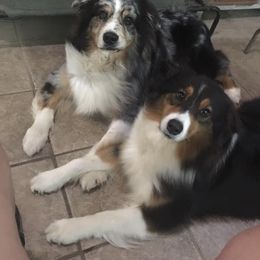 Australian Shepherd All Grown Up from Jewel Aussies