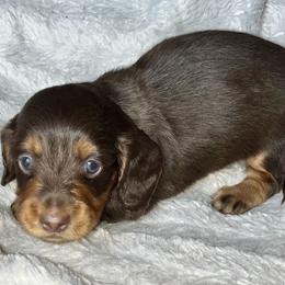 Chocolate and Tan Male 2 - Chocolate and tan male Dachshund puppy in Charlotte, Michigan from Blue Diamond Danes