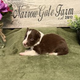 Reba - White and red female Border Collie puppy in Moody, Texas from Narrow Gate Farm