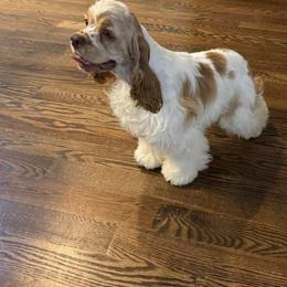 Goldie - Cocker Spaniel
