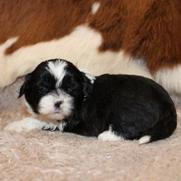 Black and white girl 1 - Black and white female Shihpoo puppy in Newark, Ohio from Gemini Kennels