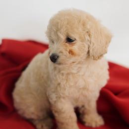 Winter - Cream male Goldendoodle puppy in Pleasant Grove, Utah from Canterbury Canines