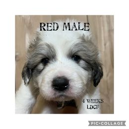 AKC Registered Male Pup Reservation - White and badger Great Pyrenees puppy in Gibsonia, Pennsylvania from Little Deer Creek Farm AKC Great Pyrenees