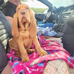 Bloodhound Puppies from KRC Ozark Mountain Bloodhounds