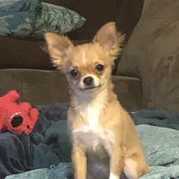 Cheeto - Chihuahua
