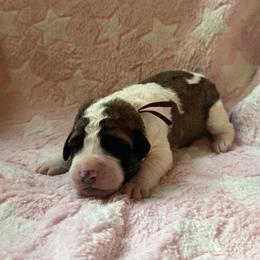 Haze - Brown and white female Saint Berdoodle puppy in Traverse City, Michigan from Bare Paws Saint Berdoodles