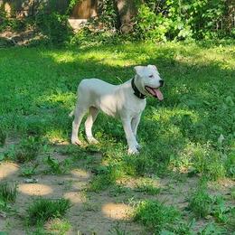 American Bulldogs from King Ranch Kennels