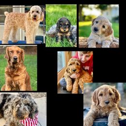 Bernedoodle and Goldendoodle Puppies from K+C Doodles