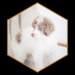 Kodiak - Aussiedoodle