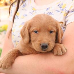 Aussiedoodle, Goldendoodle, and Labradoodle Puppies from Loving Doodle