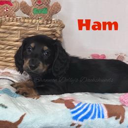Ham - Black and tan male Dachshund puppy in Monitor, Washington from Shannon Dolly’s Dachshunds