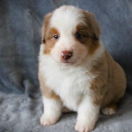 Fritz - Red merle male Miniature Australian Shepherd puppy in Menomonee Falls, Wisconsin from Hunt N Oaks