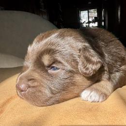 Australian Shepherd Puppies from McElroy Homestead Austrailian Shepherds