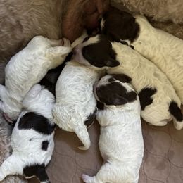Ducati - Brown roan male Lagotto Romagnolo puppy in Santa Fe, New Mexico from Raven Meadow Ranch