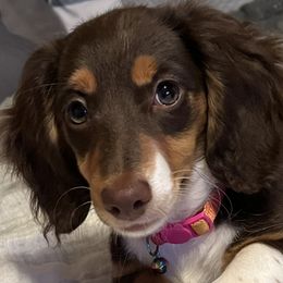 Dachshunds from EB's Cajun Lil' Doxies