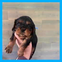 Eleanor - Black and tan female Cavalier King Charles Spaniel puppy in De Pere, Wisconsin from Rose Garden Kennels