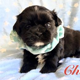 Chad - Black male Shih Tzu puppy in Hemet, California from Aloha Shih Tzu