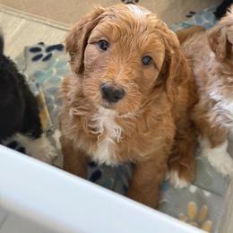 Yellow Girl (Luna) - Yellow and white female Bernedoodle puppy in Moulton, Alabama from Triple W Doodles