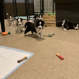 Siberian Husky Puppies from Myths and Legends Siberian Huskies