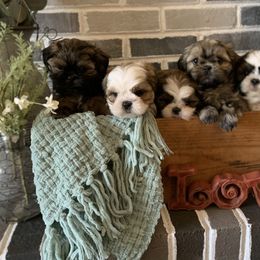Shih Tzus from SCS Shih Tzus