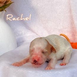 Rachel - Parti female Goldendoodle puppy in Urbana, Illinois from ZaraDoodles