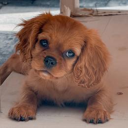 Cavalier King Charles Spaniel puppies from Kingston’s Cavaliers