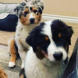 Australian Shepherd Puppies from Brit’s Australian Shepherds