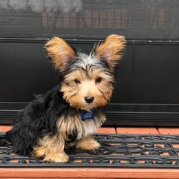 Assorted Doodle Crosses, Double Doodle, Maltipoo, Morkie, and Yorkipoo Puppies from Danza Bolo