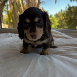 Drummer - Chocolate and cream male Dachshund puppy in San Diego, California from Enchanted little dachshunds