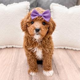 Zoey - Red female Cavapoo puppy in Ormond Beach, Florida from Florida Coast Doodles