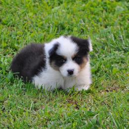 Australian Shepherd Puppies from Platinum Edition