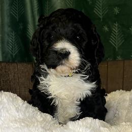 Yellow collar girl - Black and chalk female Australian Labradoodle puppy in Fairfield, California from Twin Sisters Doodles