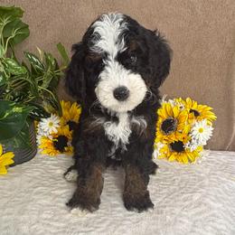 Snowflake - Tri-color female Bernedoodle puppy in Seymour, Missouri from D and D’s Dandy Doodles