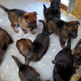 German Shepherd Puppies from Von der Mueller-Hof