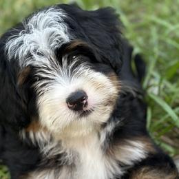 Bernedoodles, Goldendoodles, and Havapoos from Kruger Doodles