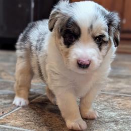 Frank - Blue merle male Toy Australian Shepherd puppy in Mountain Home, Idaho from LJK Boxers & Toy Aussies