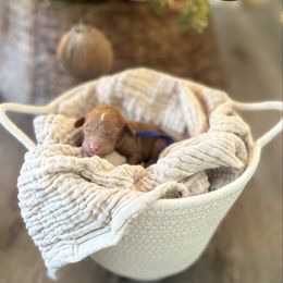 Blue Collar Boy - Red  male Poodle puppy in Charlotte, North Carolina from Bruno & Co. Puppies